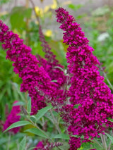 Zwerg-Schmetterlingsflieder, Sommerflieder, Buddleja davidii 'BUZZ ® Magenta' kaufen im Online-Shop der Bohlken-Baumschulen