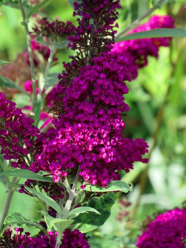 Zwerg-Schmetterlingsflieder, Sommerflieder, Buddleja davidii 'BUZZ ® Magenta' kaufen im Online-Shop der Bohlken-Baumschulen