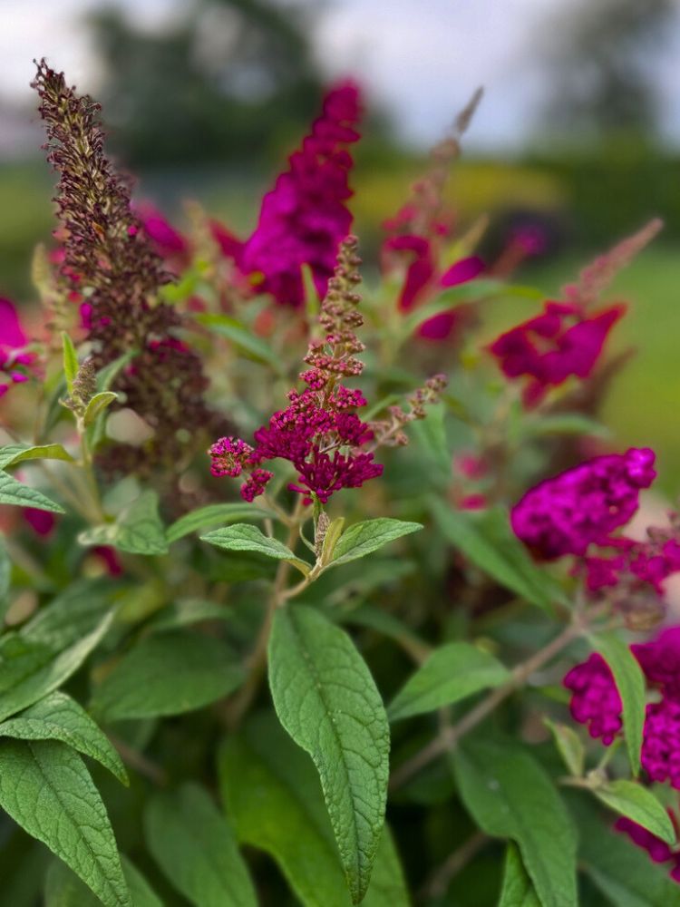 Zwerg-Schmetterlingsflieder, Sommerflieder, Buddleja davidii 'BUZZ ® Magenta' kaufen im Online-Shop der Bohlken-Baumschulen