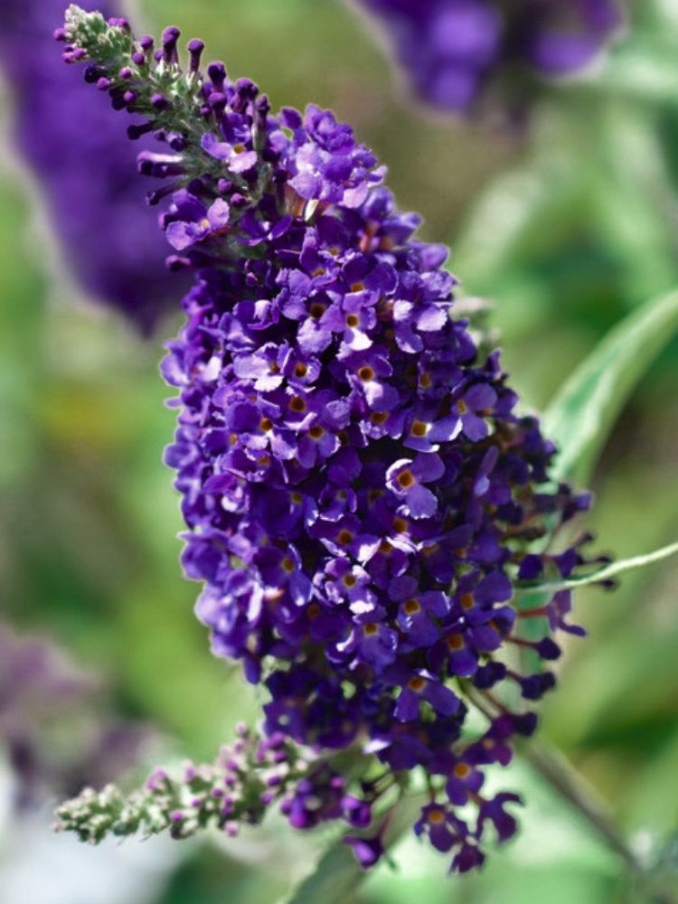 Zwerg-Schmetterlingsflieder, Sommerflieder, Buddleja davidii 'BUZZ ® Midnight' kaufen im Online-Shop der Bohlken Baumschulen