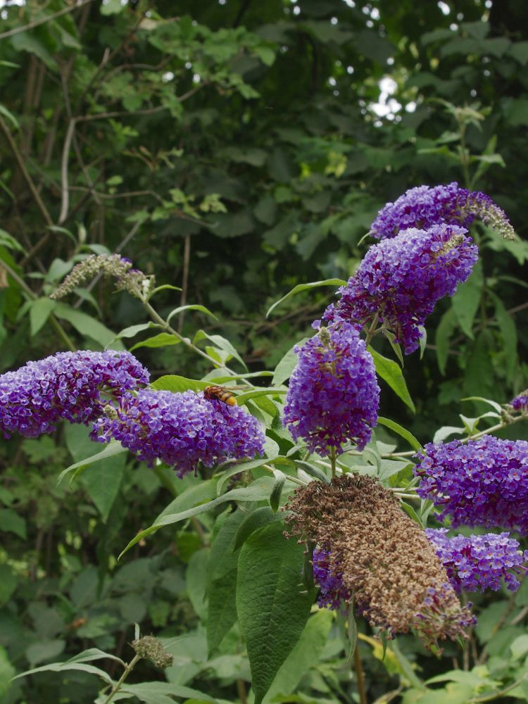 Zwerg-Schmetterlingsflieder, Sommerflieder, Buddleja davidii 'BUZZ ® Midnight' kaufen im Online-Shop der Bohlken Baumschulen