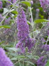 Zwerg-Schmetterlingsflieder, Sommerflieder, Buddleja davidii 'BUZZ ® Sky Blue' kaufen im Online-Shop der Bohlken Baumschulen