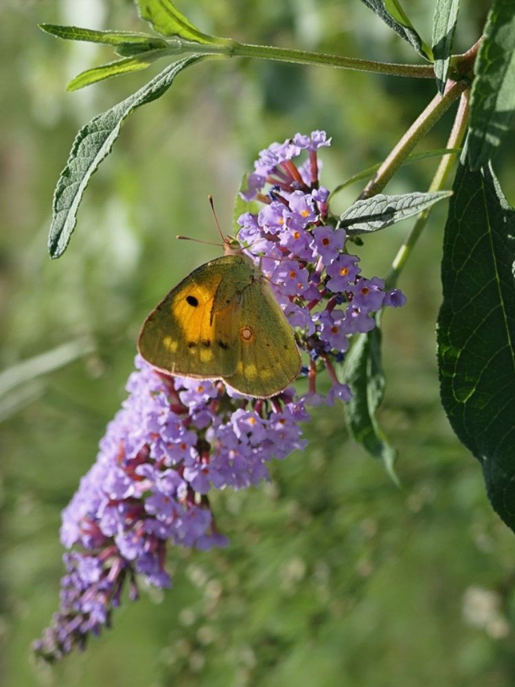 Zwerg-Schmetterlingsflieder, Sommerflieder, Buddleja davidii 'BUZZ ® Sky Blue' kaufen im Online-Shop der Bohlken Baumschulen