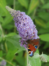 Zwerg-Schmetterlingsflieder, Sommerflieder, Buddleja davidii 'BUZZ ® Sky Blue' kaufen im Online-Shop der Bohlken Baumschulen