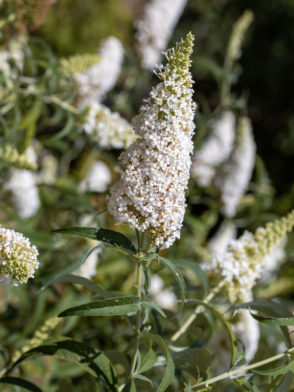 Zwerg-Schmetterlingsflieder, Sommerflieder, Buddleja davidii 'BUZZ ® Ivory' kaufen im Online-Shop der Bohlken Baumschulen