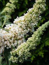 Zwerg-Schmetterlingsflieder, Sommerflieder, Buddleja davidii 'BUZZ ® Ivory' kaufen im Online-Shop der Bohlken Baumschulen