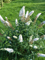 Zwerg-Schmetterlingsflieder, Sommerflieder, Buddleja davidii 'BUZZ ® Ivory' kaufen im Online-Shop der Bohlken Baumschulen