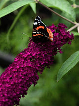 Zwerg-Schmetterlingsflieder, Sommerflieder, Buddleja davidii 'BUZZ ® Wine' kaufen im Online-Shop der Bohlken Baumschulen