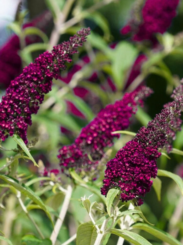 Zwerg-Schmetterlingsflieder, Sommerflieder, Buddleja davidii 'BUZZ ® Wine' kaufen im Online-Shop der Bohlken Baumschulen