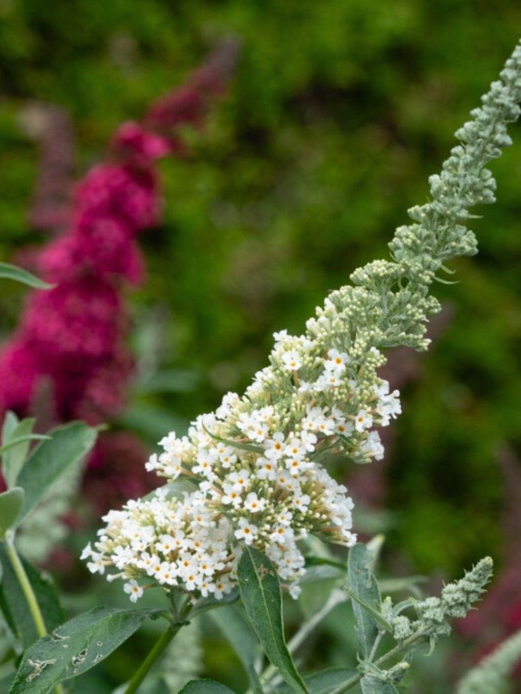 Zwerg-Schmetterlingsflieder, Sommerflieder, Buddleja davidii 'BUZZ ® Trio' kaufen im Online-Shop der Bohlken Baumschulen