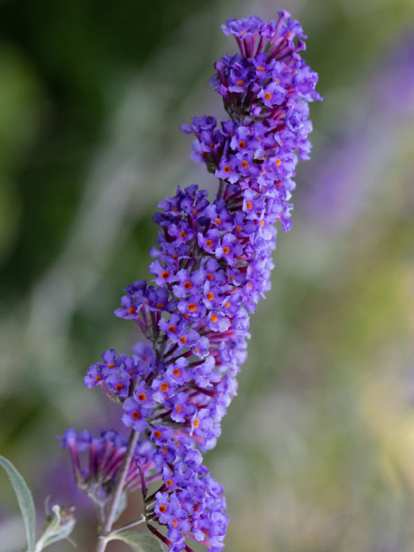 Zwerg-Schmetterlingsflieder, Sommerflieder, Buddleja davidii 'BUZZ ® Trio' kaufen im Online-Shop der Bohlken Baumschulen