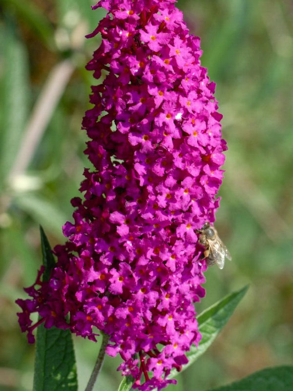 Zwerg-Schmetterlingsflieder, Sommerflieder, Buddleja davidii 'BUZZ ® Pink Purple' kaufen im Online-Shop der Bohlken Baumschulen