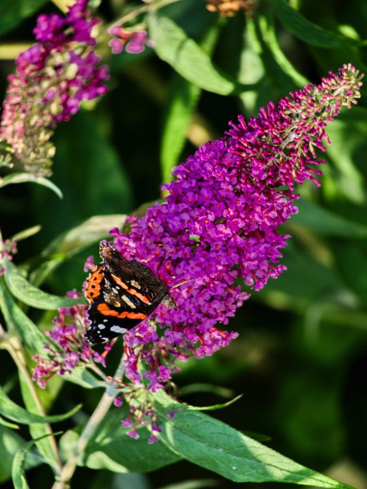 Zwerg-Schmetterlingsflieder, Sommerflieder, Buddleja davidii 'BUZZ ® Pink Purple' kaufen im Online-Shop der Bohlken Baumschulen