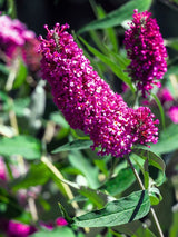 Zwerg-Schmetterlingsflieder, Sommerflieder, Buddleja davidii 'BUZZ ® Pink Purple' kaufen im Online-Shop der Bohlken Baumschulen