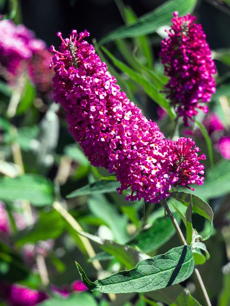 Zwerg-Schmetterlingsflieder, Sommerflieder, Buddleja davidii 'BUZZ ® Pink Purple' kaufen im Online-Shop der Bohlken Baumschulen