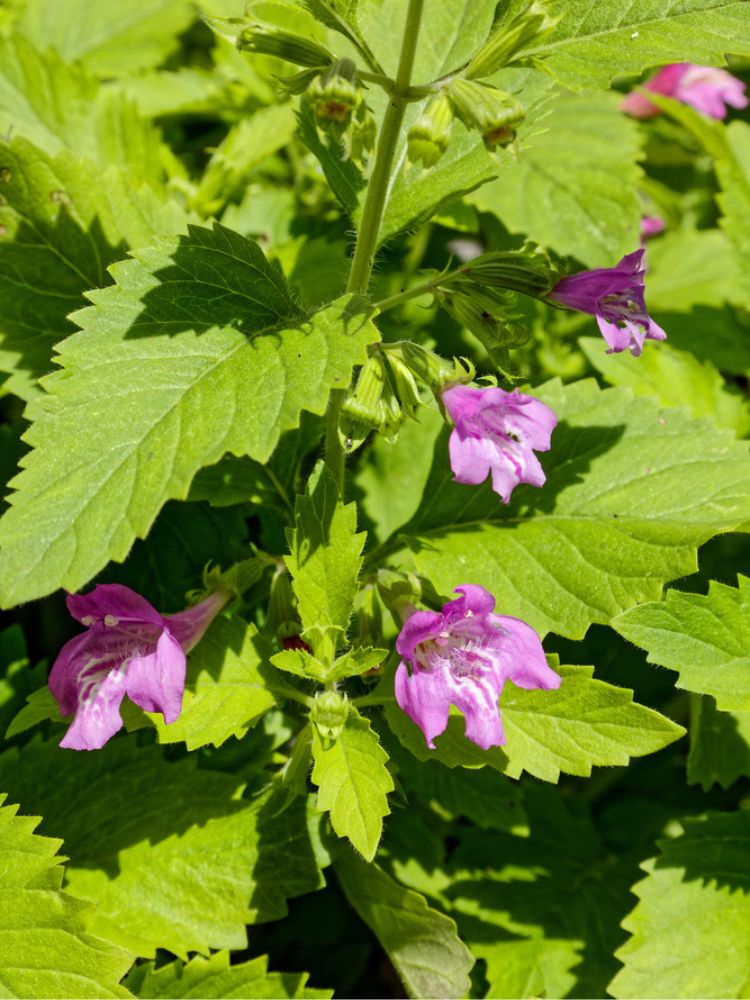 Großblütige Bergminze, Calamintha grandiflora kaufen im Online-Shop der Bohlken Baumschulen