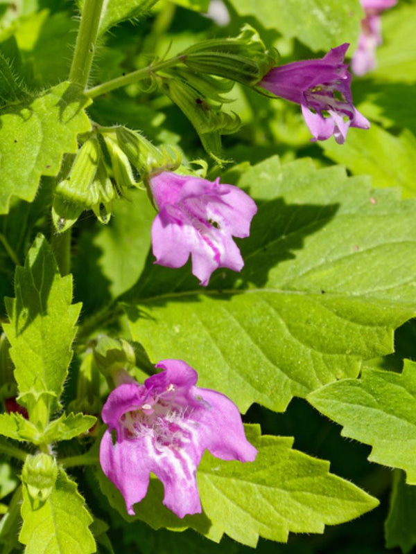 Großblütige Bergminze, Calamintha grandiflora kaufen im Online-Shop der Bohlken Baumschulen