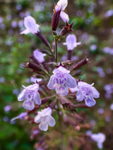 Kleinblütige Bergminze 'Blue Cloud', Calamintha nepeta 'Blue Cloud' kaufen im Online-Shop der Bohlken Baumschulen