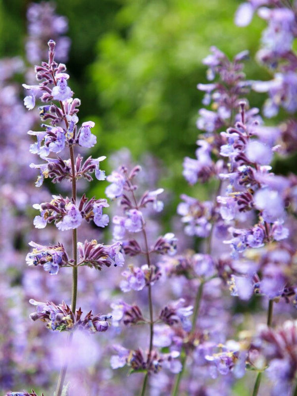 Kleinblütige Bergminze 'Blue Cloud', Calamintha nepeta 'Blue Cloud' kaufen im Online-Shop der Bohlken Baumschulen