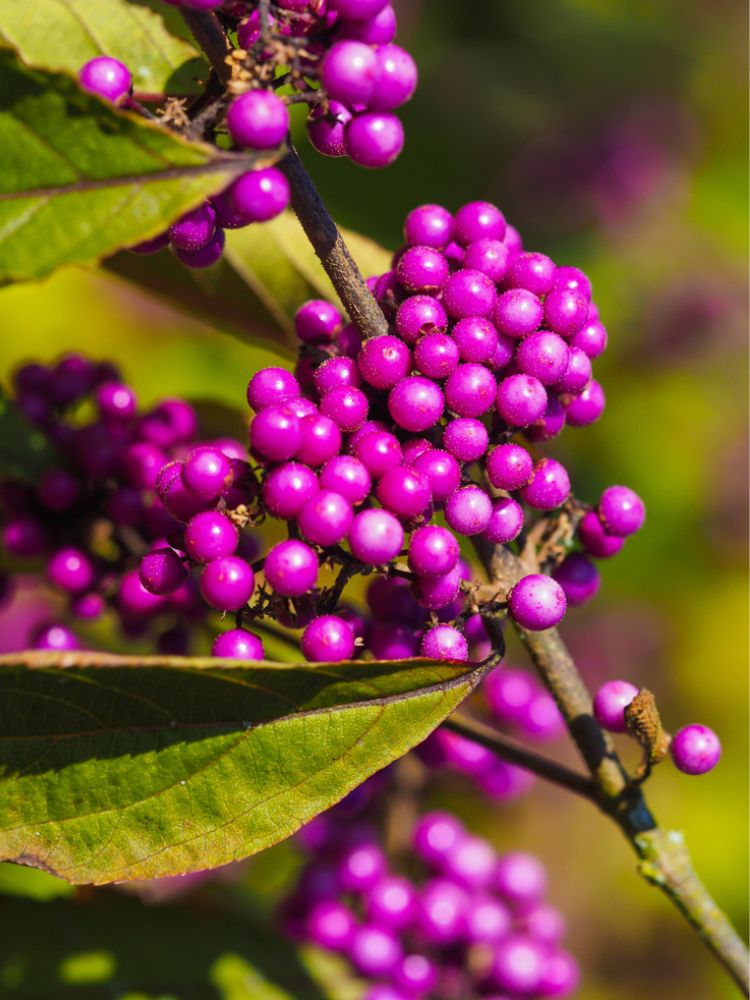 Liebesperlenstrauch, Schönfrucht, Callicarpa bodinieri 'Imperial Pearl' ® kaufen im Online-Shop der Bohlken Baumschulen