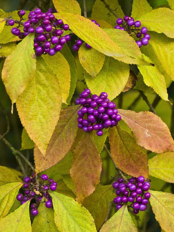 Liebesperlenstrauch, Schönfrucht, Callicarpa bodinieri 'Imperial Pearl' ® kaufen im Online-Shop der Bohlken Baumschulen