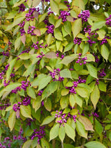 Liebesperlenstrauch, Schönfrucht, Callicarpa bodinieri 'Imperial Pearl' ® kaufen im Online-Shop der Bohlken Baumschulen