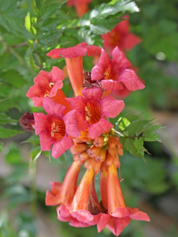 Campsis tagliabuana 'Mme Galen', Orangerote Trompetenblume 'Mme Galen' im Onlineshop von Bohlken Baumschulen