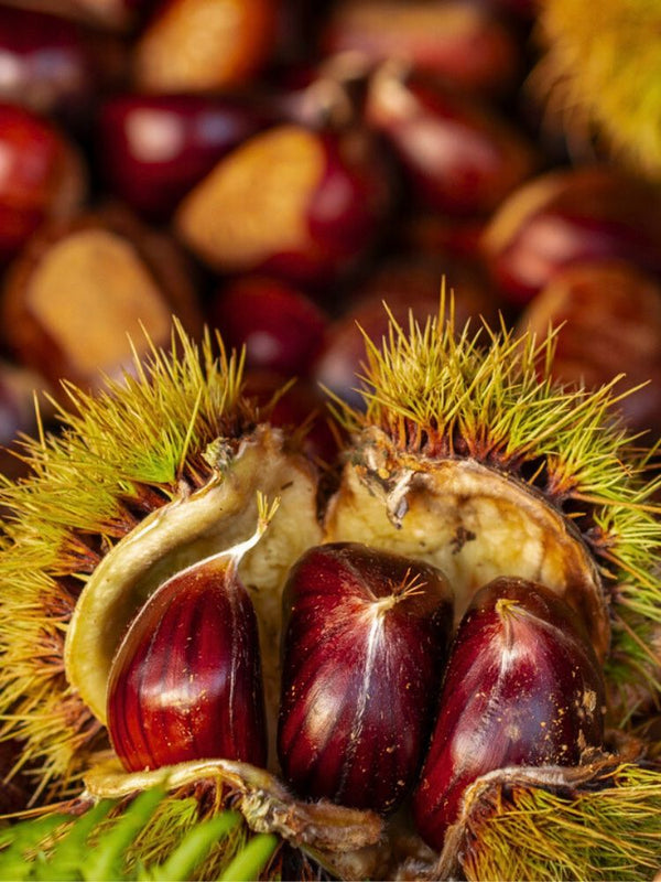 Esskastanie, Edelkastanie, Marone, Castanea sativa kaufen im Online-Shop der Bohlken Baumschulen