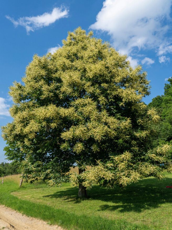 Esskastanie, Edelkastanie, Marone, Castanea sativa kaufen im Online-Shop der Bohlken Baumschulen