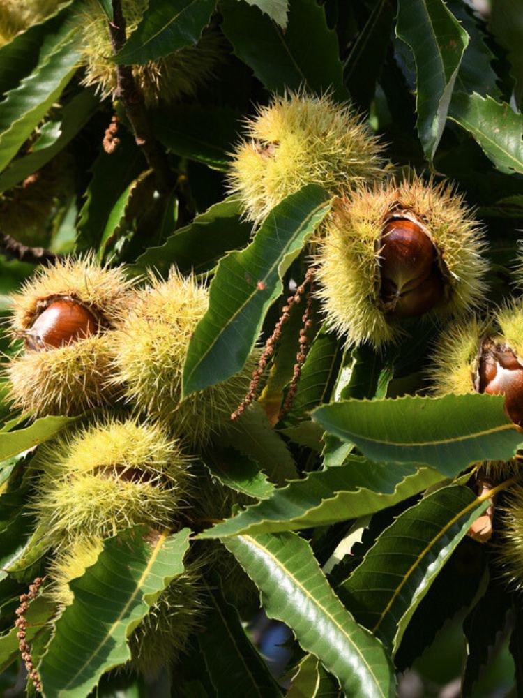 Esskastanie, Edelkastanie, Marone, Castanea sativa kaufen im Online-Shop der Bohlken Baumschulen