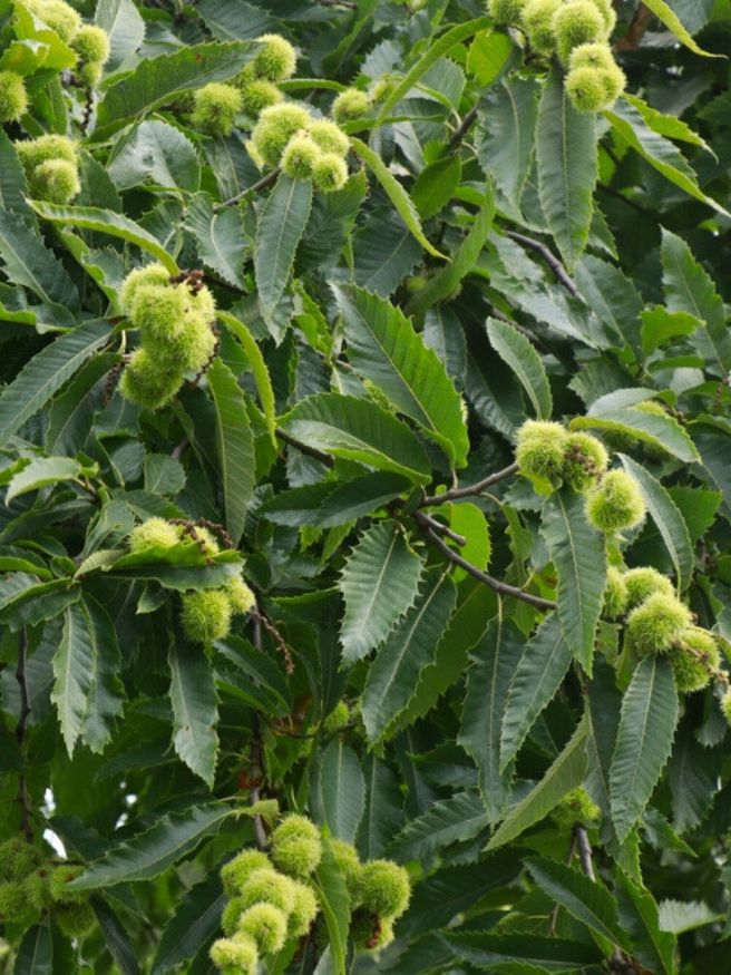 Esskastanie, Edelkastanie, Marone, Castanea sativa kaufen im Online-Shop der Bohlken Baumschulen