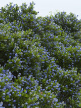 Säckelblume, Ceanothus impressus 'Victoria' kaufen im Online-Shop der Bohlken Baumschulen