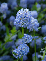 Säckelblume, Ceanothus impressus 'Victoria' kaufen im Online-Shop der Bohlken Baumschulen