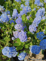 Säckelblume, Ceanothus impressus 'Victoria' kaufen im Online-Shop der Bohlken Baumschulen