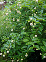 Knopfbusch, Cephalanthus occidentalis 'Sugar Shack' ® Proven Winners kaufen im Online-Shop der Bohlken Baumschulen