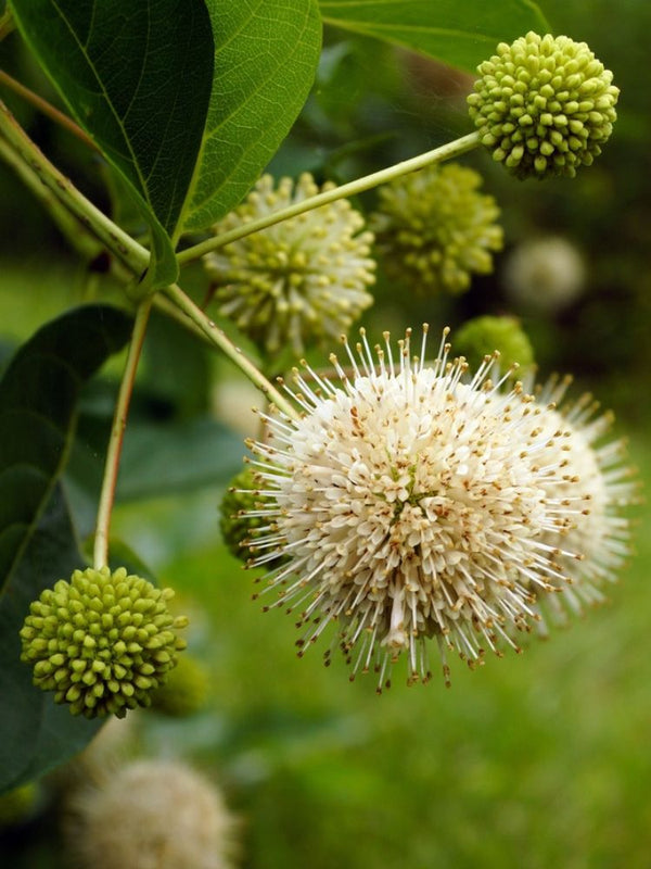 Knopfbusch, Cephalanthus occidentalis 'Sugar Shack' ® Proven Winners kaufen im Online-Shop der Bohlken Baumschulen