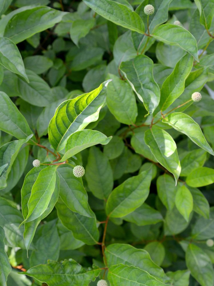 Knopfbusch, Cephalanthus occidentalis 'Sugar Shack' ® Proven Winners kaufen im Online-Shop der Bohlken Baumschulen