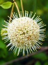 Knopfbusch, Cephalanthus occidentalis 'Sugar Shack' ® Proven Winners kaufen im Online-Shop der Bohlken Baumschulen