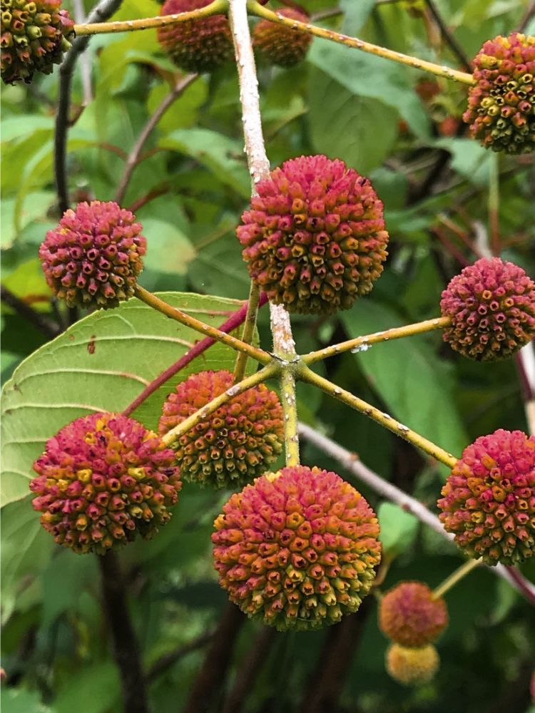 Knopfbusch, Cephalanthus occidentalis 'Sugar Shack' ® Proven Winners kaufen im Online-Shop der Bohlken Baumschulen