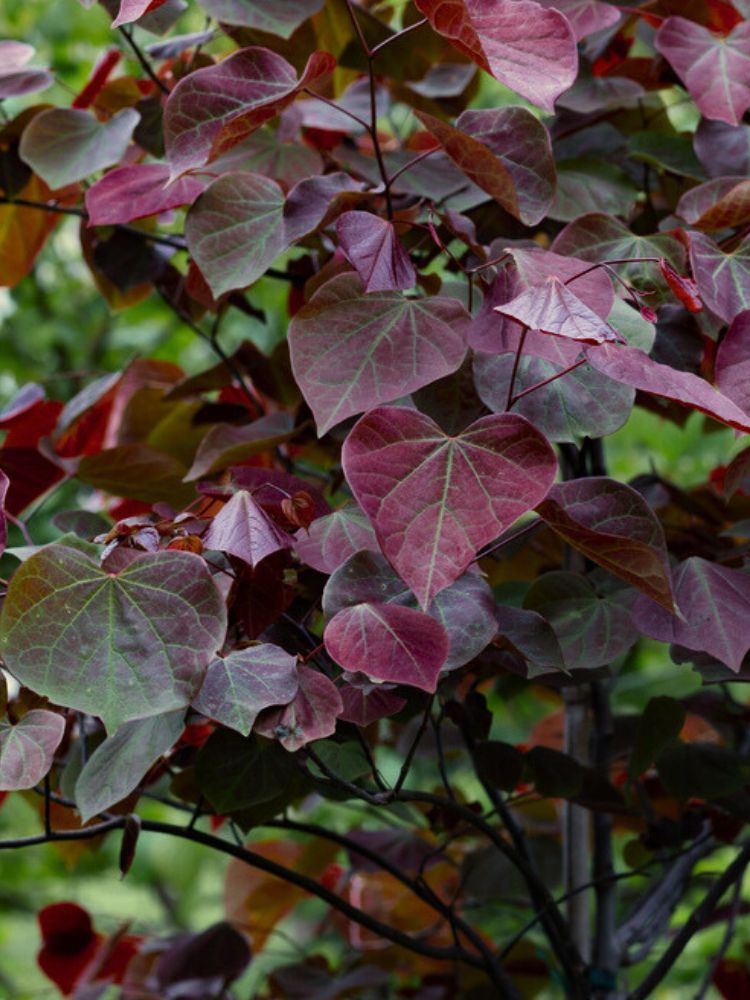 Kanadischer Judasbaum 'Forest Pansy' | Cercis canadensis 'Fortest Pansy' im Onlineshop der Bohlken Baumschulen