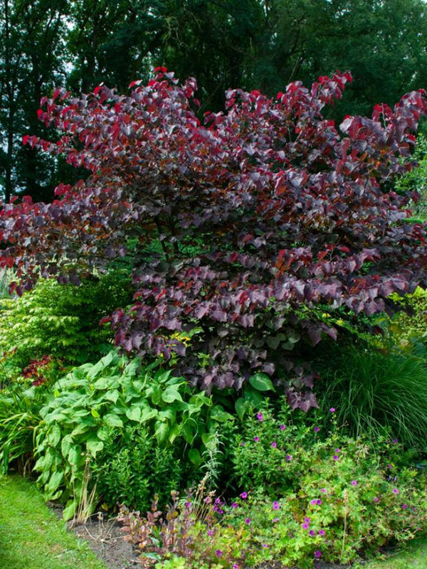 Kanadischer Judasbaum 'Forest Pansy' | Cercis canadensis 'Fortest Pansy' im Onlineshop der Bohlken Baumschulen