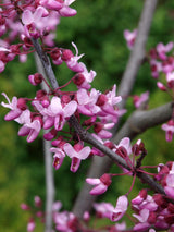 Kanadischer Judasbaum 'Forest Pansy' | Cercis canadensis 'Fortest Pansy' im Onlineshop der Bohlken Baumschulen