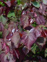 Kanadischer Judasbaum 'Forest Pansy' | Cercis canadensis 'Fortest Pansy' im Onlineshop der Bohlken Baumschulen