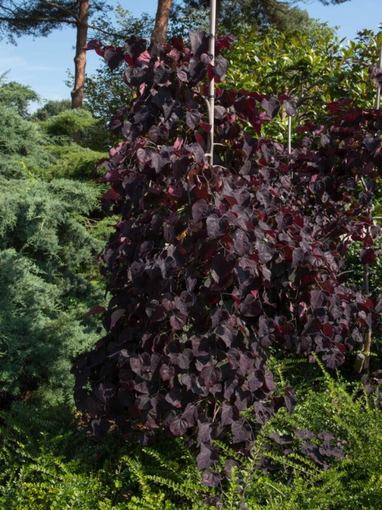 Kanadischer Judasbaum 'Ruby Falls'