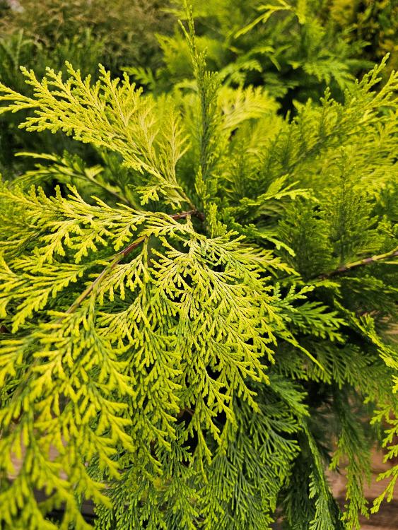 Gelbe Scheinzypresse, Chamaecyparis lawsoniana 'Stardust' kaufen im Online-Shop der Bohlken Baumschulen