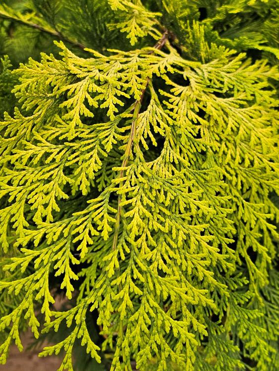 Gelbe Scheinzypresse, Chamaecyparis lawsoniana 'Stardust' kaufen im Online-Shop der Bohlken Baumschulen