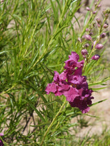 Wüstenweide, Chilopsis linearis 'Burgundy' kaufen im Online-Shop der Bohlken Baumschulen