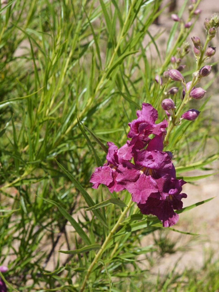 Wüstenweide, Chilopsis linearis 'Burgundy' kaufen im Online-Shop der Bohlken Baumschulen