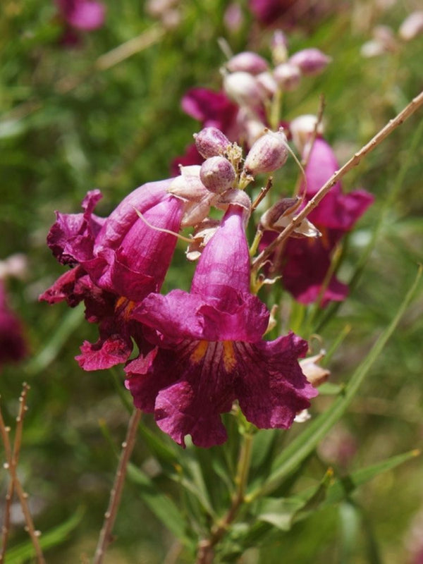 Wüstenweide, Chilopsis linearis 'Burgundy' kaufen im Online-Shop der Bohlken Baumschulen