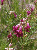 Wüstenweide, Chilopsis linearis 'Burgundy' kaufen im Online-Shop der Bohlken Baumschulen